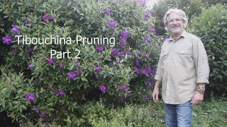 Tibouchina Pruning Part 2 [upl. by Notwen]