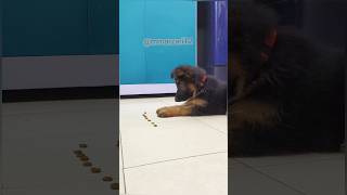 Leo Learn To Stay  German shepherd  Puppy dogs puppy [upl. by Ri130]