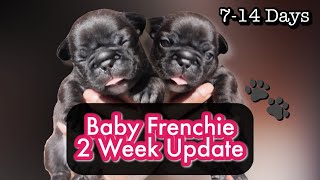 2 Week Old French Bulldog Puppies  Survival Guide [upl. by Anerak]