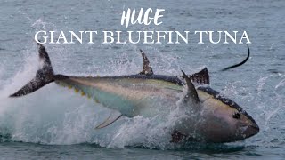 UNBELIEVABLE Giant Bluefin TUNA chasing Garfish in South Devon [upl. by Ifen997]