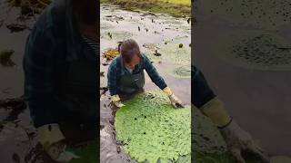 Amazing Natural Gorgon Harvesting amp Rural Life  Prickly Water Lily Seeds satisfying shorts [upl. by Miehar]