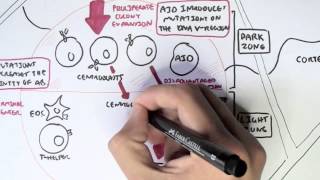 Immunology  Adaptive Immunity B cell Activation Hypermutation and Class Switching Overview [upl. by Faludi662]