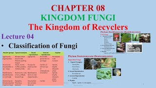 Classification of FungiZygomycetesAscomycetesBasidiomycetes Zygomycetes Divisions of Fungi [upl. by Alekal]