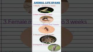 Animal life spanslifespan animallifestyle youtubeshort animal education generalknowledge [upl. by Odraode]