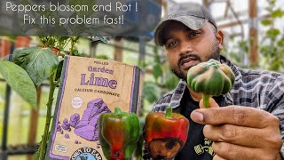 Why Peppers Rotting at the bottom  Lets Fix this Fast quot pepper gardening garden [upl. by Idelia]