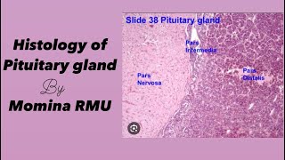 Pituitary gland  Histology  Endocrinology [upl. by Acnairb]