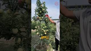 apple tree branches cutting process [upl. by Clywd]