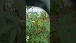 Mamini garden 🌧️🌧️🌧️varsham padina tarvatha🏡🌹🌹 [upl. by Ajax]