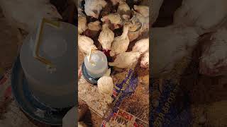 Наші курчата our chickens [upl. by Horick]