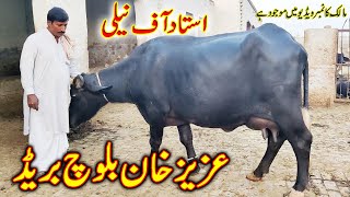 buffalo farming  buffalo farming in Pakistan  buffalo farm in Pakistan  Aziz khan baloch Buffalo [upl. by Tennek]