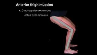 Anterior thigh muscles [upl. by Inig]