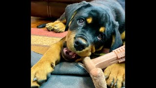 How our 4 Rottweilers unwind doglover [upl. by Nashner]