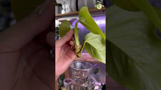 DAY 05  Neon Pothos Propagation pothos thegreenearth plants [upl. by Marlon264]