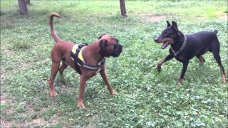 Boxer amp Doberman  The real tango full version [upl. by Brok81]