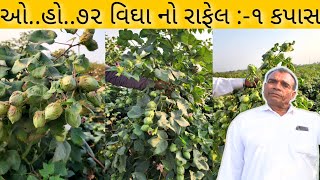 આવા ખરાબ વર્ષ માં વીઘે ૫૦ મણ કપાસ રાફેલ ૧  Rafel1 [upl. by Ohcamac483]