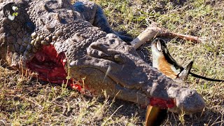 30 Momentos Dramáticos E Inacreditáveis De Crocodilos Gigantes Durante A Caça  Animais Selvagens [upl. by Nirroc]