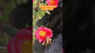 फूलों का खिलना Anthesisytshorts blossomflower trending moss butterfly garden agriculture [upl. by Warram119]