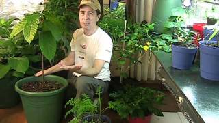 Ripening Veggies Grown Indoors [upl. by Oehsen]