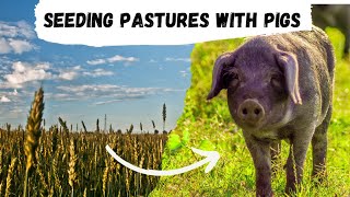 Reseeding Pasture with Pigs The Cost Effective Low Maintenance Solution To Feeding Your Pigs [upl. by Medrek]