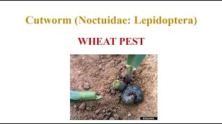 Wheat Cutworm [upl. by Bergren20]