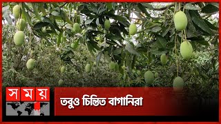 তীব্র তাপদাহে আম নিয়ে চিন্তিত বাগানিরা  Mango  Mango Garden  Rajshahi  Somoy TV [upl. by Scales]