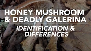 Honey Mushroom amp Deadly Galerina  Identification and Differences with Adam Haritan [upl. by Neeroc]