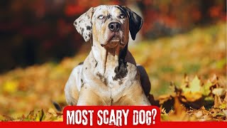 Catahoula Leopard Dog  In 2 Minutes Most Energetic versatile intelligent amp colorful dog [upl. by Beshore]