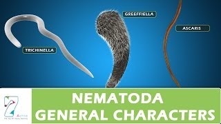 Nematoda General Characters [upl. by Ellga]