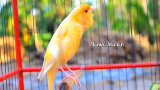 Canary song for mating training of beautiful Belgian canaries 129 [upl. by Ahsilram306]