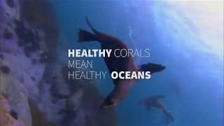 Coral Reefs are at risk [upl. by Cram256]