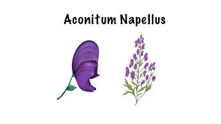 Aconitum Napellus Sketch Notes  Materia Medica  homeopathy homeopathicmedicine materiamedica [upl. by Aener146]