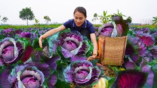 Harvest Cabbage garden  Australian varieties grown in Vietnam Goes to market sell  Build Farm [upl. by Aimar]