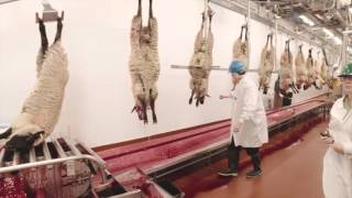 Video Tour of a Lamb Plant Featuring Temple Grandin [upl. by Nosro]