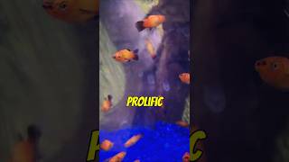 Fun Facts About the Platy Fish aquarium fishtank fishkeeping [upl. by Granville491]