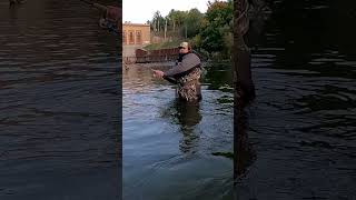 HOOKING Giant SALMON TIPPY DAM shorts chinook salmon steelhead fishing manisteeriver [upl. by Mathilda]