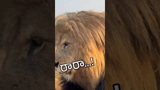 Raaraaa 😄 shorts animalfundub ytshorts ytfunny funnydubb [upl. by Name64]