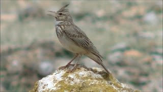 Cogujada común Galerida cristata Crested Lark [upl. by Evin]