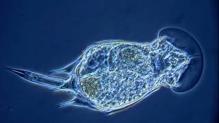 Squatinella rostrum a rotifer [upl. by Till]