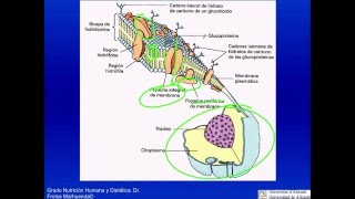 Tema 3 LIPIDOS Y MEMBRANAS II [upl. by Anytsirk]