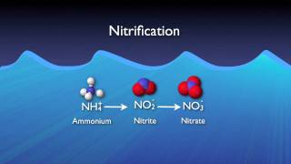 Nitrogen Removal Basics [upl. by Akinat]