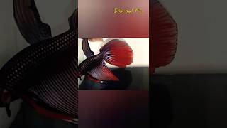 Betta fish breeding dance [upl. by Leonore]