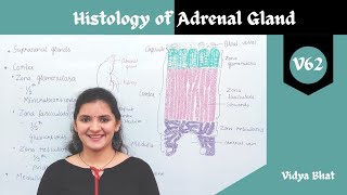 Histology of Adrenal gland  Suprarenal gland Zona glomerulosa Zona fasciculata  Zona reticularis [upl. by Erotavlas455]