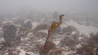 Ruby Seadragon First Glimpse in Wild [upl. by Eceerehs602]