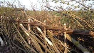 Hedgelaying at Wrotham 2 [upl. by Alimrahs103]