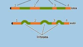 Exon Intron and Splicingflv [upl. by Yortal]