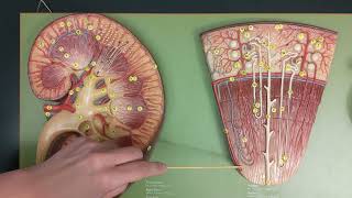 Kidney Anatomy  Review and Quiz [upl. by Josepha767]