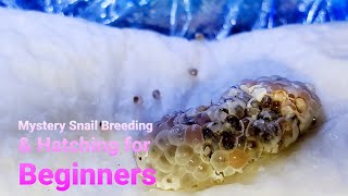 Mystery Snail Breeding amp Hatching for Beginners  Aquarium Breeding Tips [upl. by Hallutama]