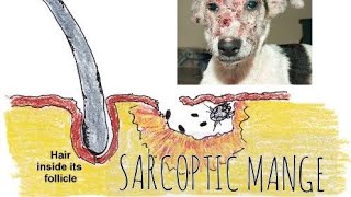 Sarcoptic Mange in dogs Sarcoptic scabiei SymptomsTreatment How to Prevent  Galis aso [upl. by Florio]