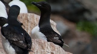 Arctic Marine Life Course Seabirds [upl. by Ludwigg]