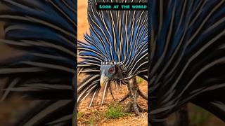 Meet the Vulturine Guineafowl Africas Avian Spectacle [upl. by Cris]